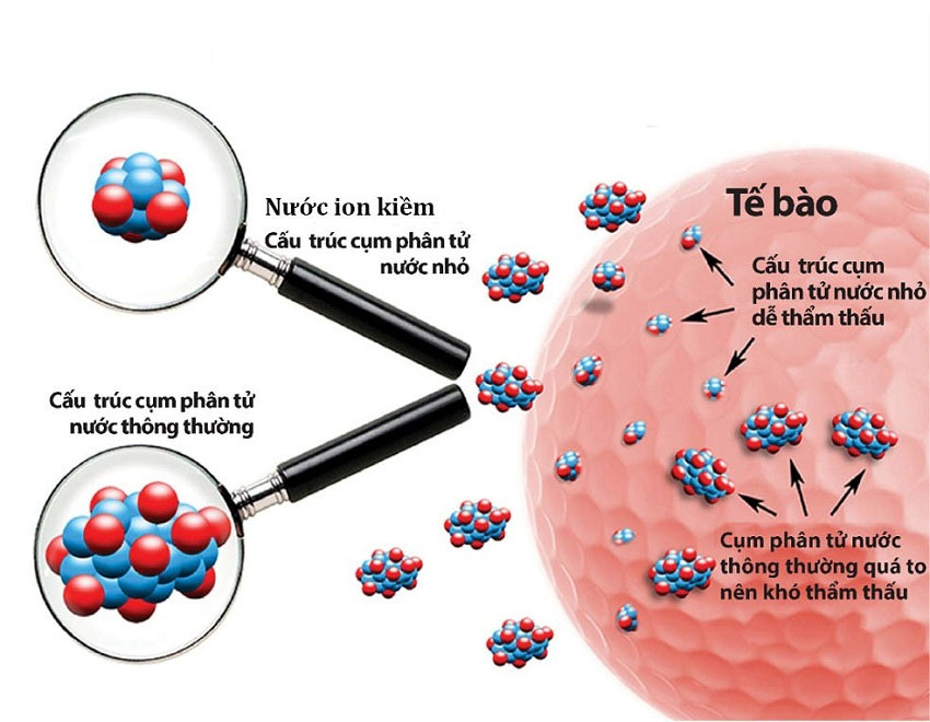 Với đặc tính giàu vi khoáng tự nhiên