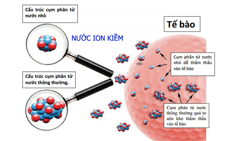 Vì sao nước điện  giải ion kiềm có tác dụng hỗ trợ điều trị bệnh máu nhiễm mỡ